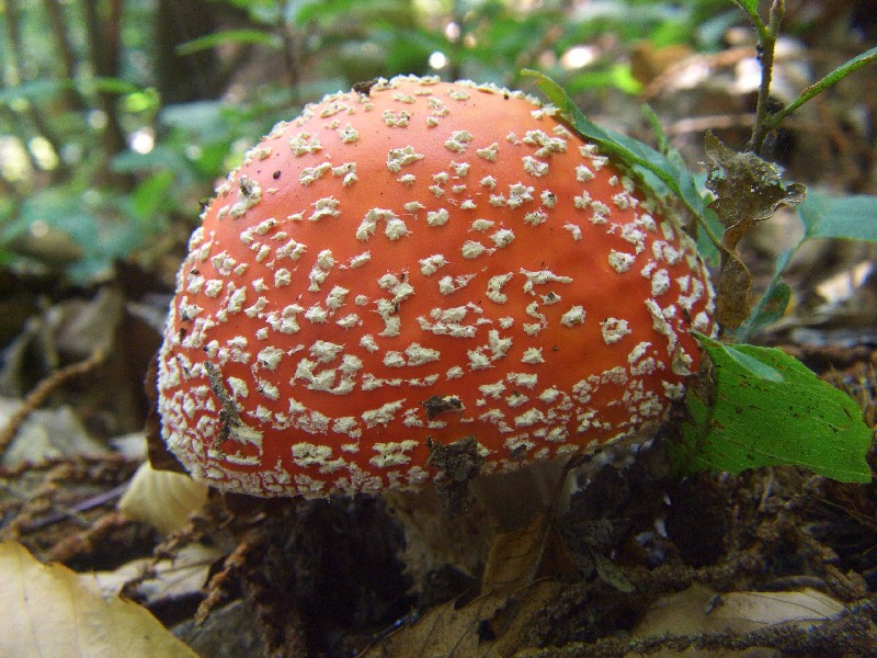 � sufficiente......